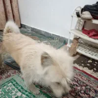 سگ پیداشده نشونی بدین تحویل بگیرید