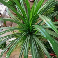 گل پاندانوس بزرگ|گل و گیاه طبیعی|مبارکه, |دیوار