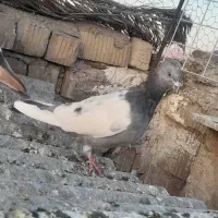 سینه سبز. گلی نر زوربونی