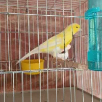 قناری ماده رسمی بلند|پرنده|لاهیجان, بازکیاگوراب|دیوار