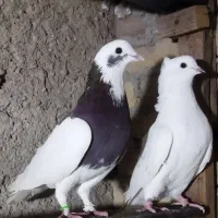 کبوتر پرشی تضمینی|پرنده|بهشهر, |دیوار