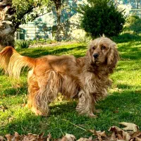 پرستار کودک و پت شما