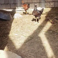 مرغ و جوجه|حیوانات مزرعه|لیلان, |دیوار