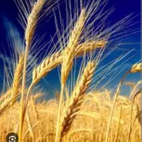 گندم بذری دره شهر