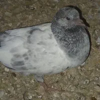کبوتر|پرنده|شادگان, |دیوار