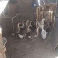 فروش37تا قو غاز 2 ساله یک جا|حیوانات مزرعه|بناب, |دیوار