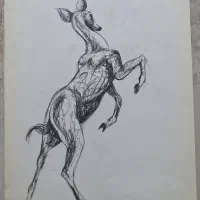 طراحی از حیوانات