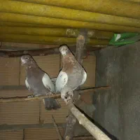 کفتر انگلیسی دهاتی پرشی