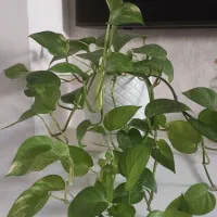 تعدادی گل پتوس|گل و گیاه طبیعی|صدرا-فارس, فاز ۲|دیوار