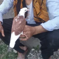 یک جفت پشتی نر ماده جوجه