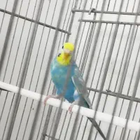 مرغ عشق|پرنده|اهواز, کیان اباد|دیوار