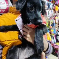 گمشده از یابنده تقاضا میشود اطلاع دهد|حیوانات|کهریزک, |دیوار