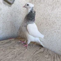 کفتر طوقی و سبز