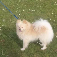 پامرانین اصیل وارداتی|سگ|رشت, حاجی آباد|دیوار