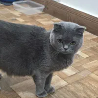 فروش ۳ عدد گربه اسکاتیش