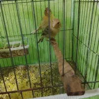 قناری نر بخون