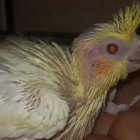 جوجه سرلاکی عروس هلندی