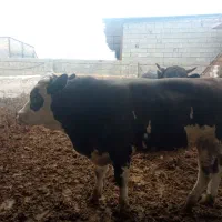 گوساله پروار تمام