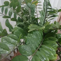 گل و گلدان|گل و گیاه طبیعی|مریوان, |دیوار