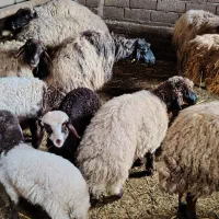 میش بره دار کردی در ارومیه