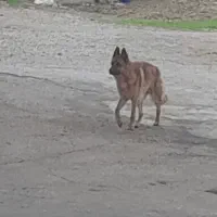 سگ ژرمن اصیل