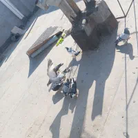 سبز و پولکی|پرنده|مشهد, شیرحصار|دیوار