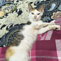 واگذاری گربه