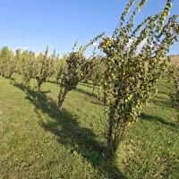 باغ به هیوا