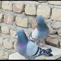 کفتر ماده سبز خطی|پرنده|قم, دروازه چوبی|دیوار