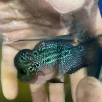 فروش یا معاوضه چند ماهی خاص|ماهی|تهران, افسریه شمالی|دیوار