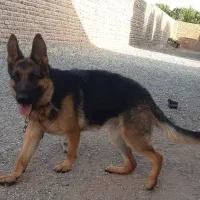 فروش یا معاوضه با چیزی ک ب کارم بیاد|سگ|کرمان, |دیوار