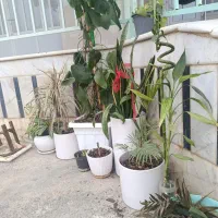 گل و گیاه|گل و گیاه طبیعی|سیمین شهر, |دیوار