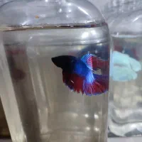 ماهی فایتر|ماهی|مشهد, یوسفیه (شهرک غرب)|دیوار