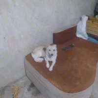 سگ پاکوتاه فروش فوری