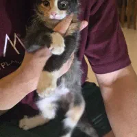 حیوان خانگی|گربه|تهران, تختی|دیوار