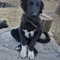 گم شده|سگ|فریدونشهر, |دیوار