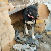 سگ نر|سگ|سجاس رود, |دیوار