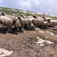 فروش گوسفند