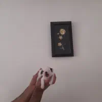 واگزاری ۳ عدد توله شیتزو