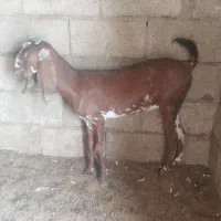 گتاچ فروشی