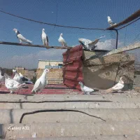 کفتر  کبوتر