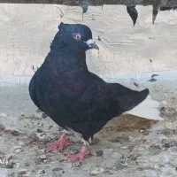 نراشعل