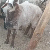 دو عدد بره نر.|حیوانات مزرعه|نیمروز, |دیوار