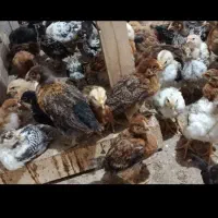 جوجه مرغ گلین