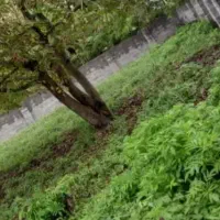 زمین مسکونی ۴۰۰م سراوان کچا  سنگر  جوکلبندان گلسرک