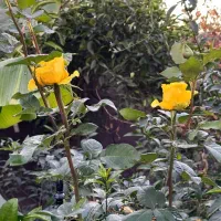 کالا کارت کالا پی