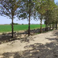 فروش ۵۰هکتار زمین سند ۶دانگ مجوز شهرک گلخانه‌ای|فروش دفتر صنعتی، کشاورزی، تجاری|جوادآباد, |دیوار