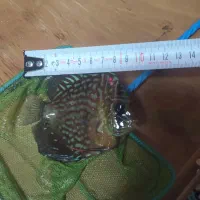 ماهی دیسکس آکواریوم|ماهی|فردیس, قریشی|دیوار