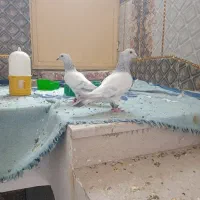 کبوتر مصری