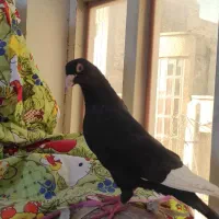 کبوتر مینا سیاه نر